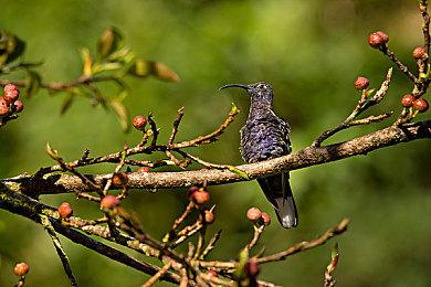 科乐美公布纵向卷轴射击游戏《CYGNI》最新预告